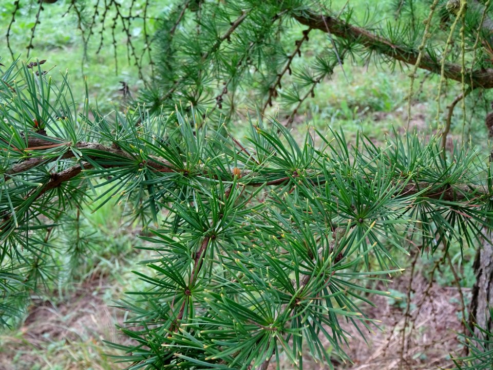 Mélèze du Japon, Larix kaempferi 'Blue Rabbit weeping', Pi… 