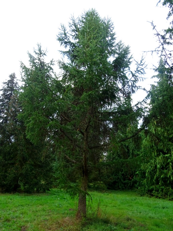 Mélèze du Japon, Larix kaempferi 'Blue Rabbit weeping', Pi… 