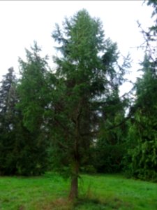 Mélèze du Japon, Larix kaempferi 'Blue Rabbit weeping', Pi… 