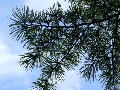 Mélèze de Chine ou Faux Mélèze, Pseudolarix amabilis ou Ps… 