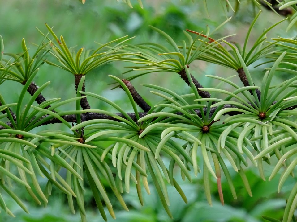 Mélèze de Chine ou Faux Mélèze, Pseudolarix amabilis ou Ps… 
