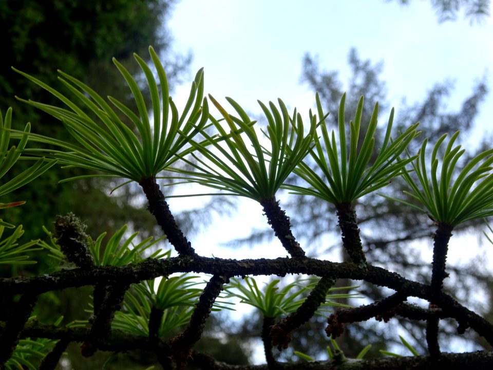 Mélèze de Chine ou Faux Mélèze, Pseudolarix amabilis ou Ps… 