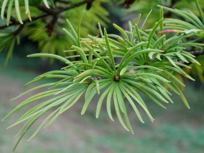 Mélèze de Chine ou Faux Mélèze, Pseudolarix amabilis ou Ps… 