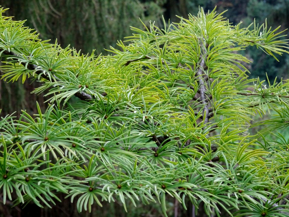 Mélèze de Chine ou Faux Mélèze, Pseudolarix amabilis ou Ps… 