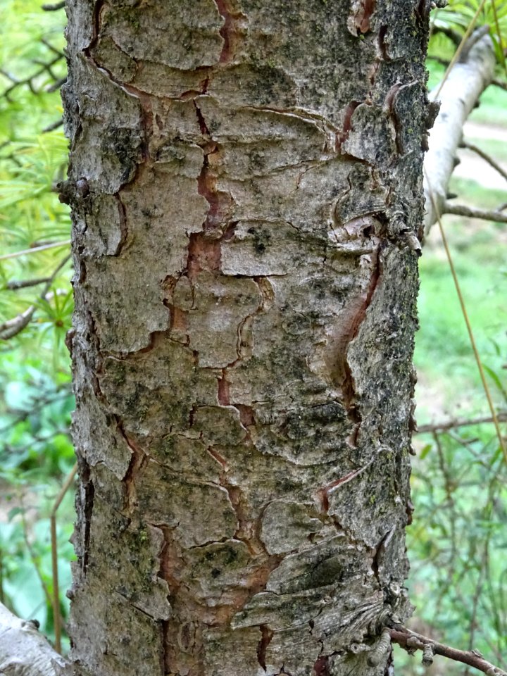 Ecorce du Mélèze de Chine ou Faux Mélèze, Pseudolarix amab… 