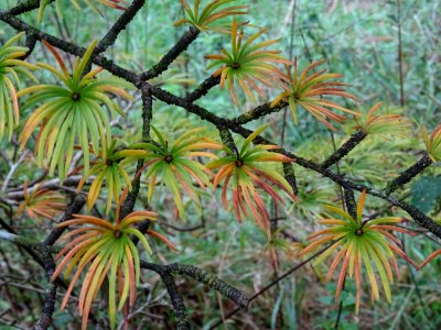 Mélèze de Chine ou Faux Mélèze, Pseudolarix amabilis ou Ps… 