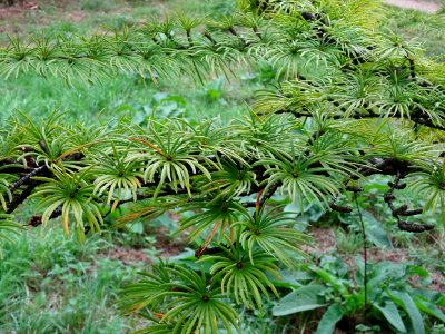 Mélèze de Chine ou Faux Mélèze, Pseudolarix amabilis ou Ps… 