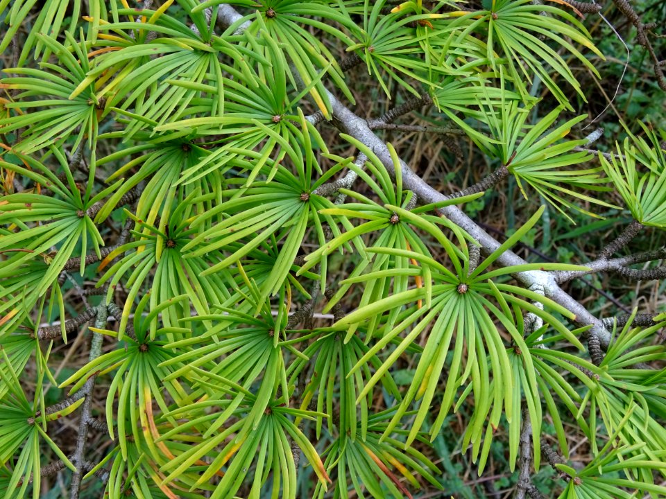 Mélèze de Chine ou Faux Mélèze, Pseudolarix amabilis ou Ps… 