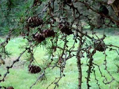 Mélèze du Japon, Larix kaempferi 'Blue Rabbit weeping', Pi… 