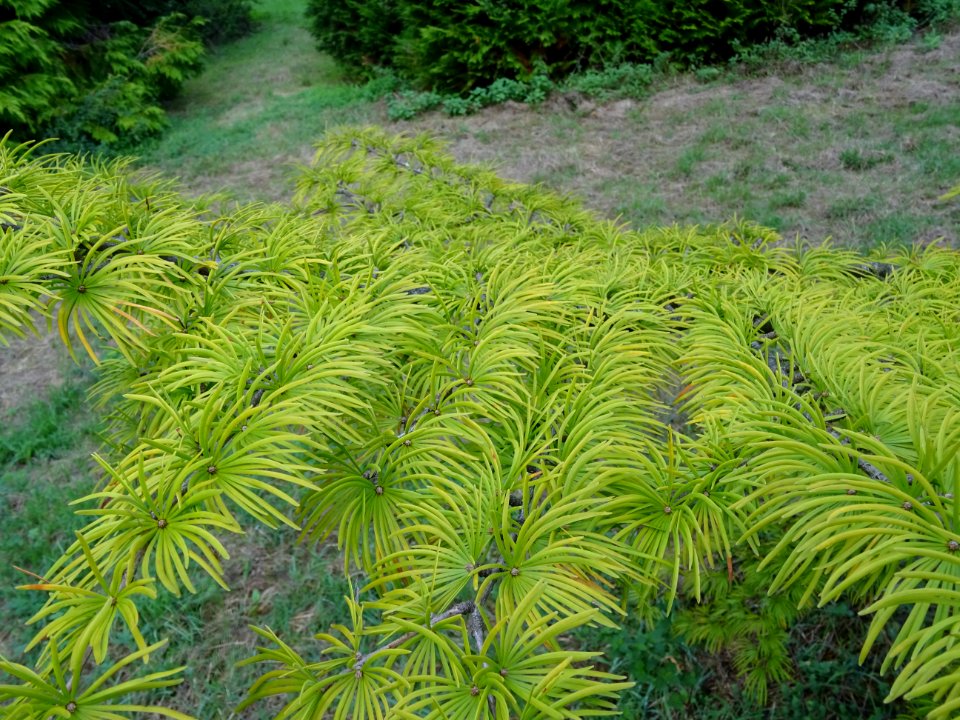 Mélèze de Chine ou Faux Mélèze, Pseudolarix amabilis ou Ps… 