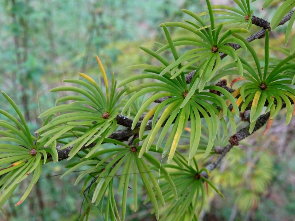 Mélèze de Chine ou Faux Mélèze, Pseudolarix amabilis ou Ps… 