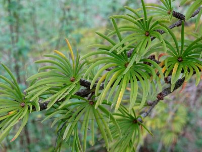Mélèze de Chine ou Faux Mélèze, Pseudolarix amabilis ou Ps… 