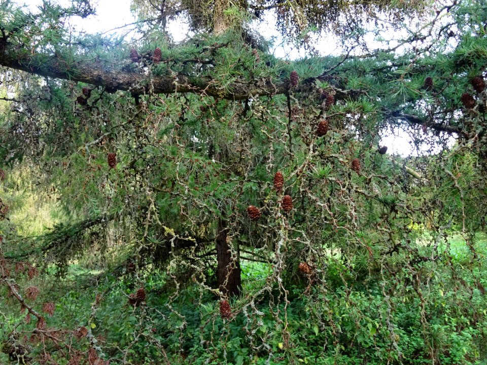 Mélèze du Japon, Larix kaempferi 'Blue Rabbit weeping', Pi… 