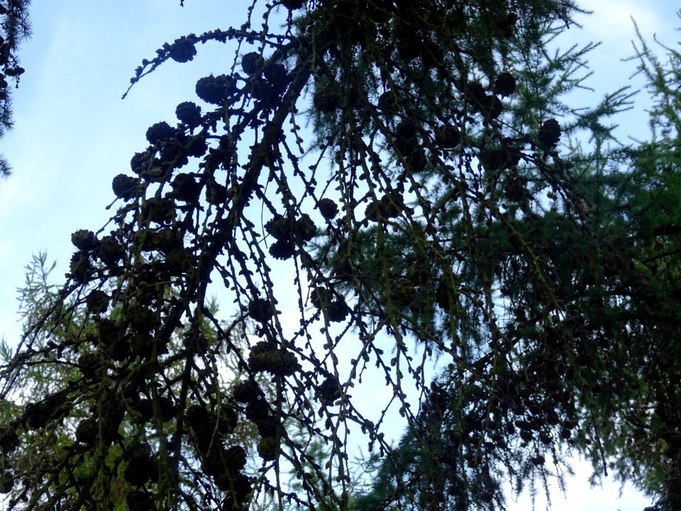 Mélèze du Japon, Larix kaempferi 'Blue Rabbit weeping', Pi… 