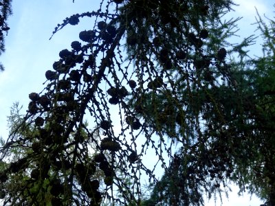 Mélèze du Japon, Larix kaempferi 'Blue Rabbit weeping', Pi… 