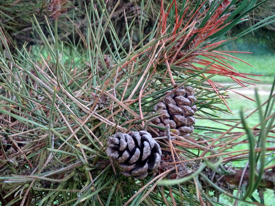 Cônes femelles du Pin noir nain, Pinus nigra compacta, Pin… 