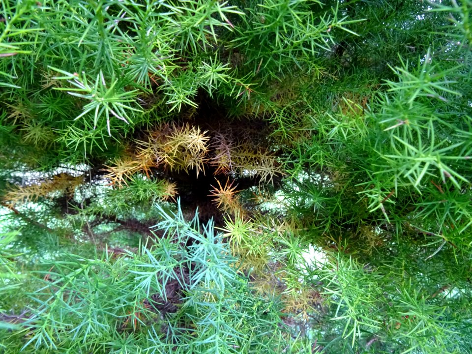 Cryptoméria du Japon 'elegans', Cryptomeria japonica 'eleg… 