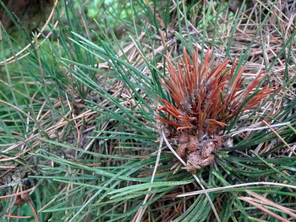 Pin noir nain, Pinus nigra compacta, Pinacées, Arboretum d… 