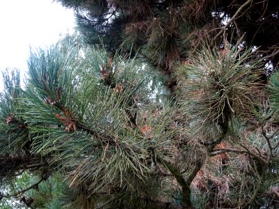 Pin noir nain, Pinus nigra compacta, Pinacées, Arboretum d… 