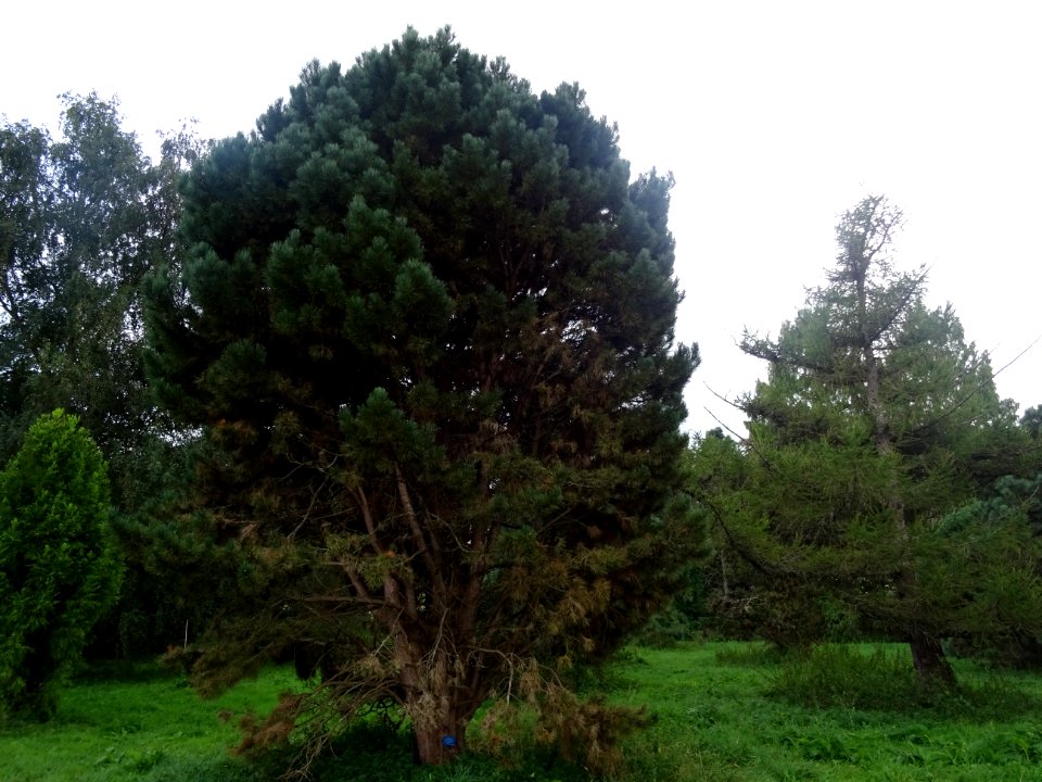 Pin noir nain, Pinus nigra compacta, Pinacées, Arboretum d… 
