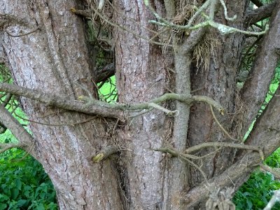 Tronc multiple du Pin noir nain, Pinus nigra compacta, Pin… 