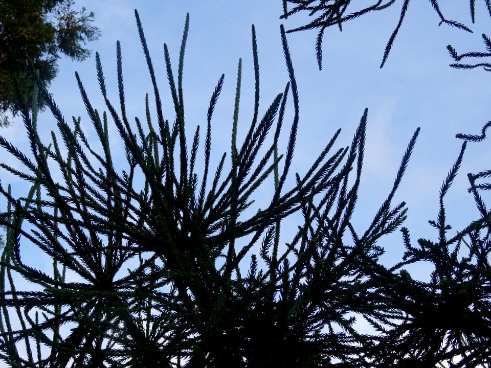 Cryptoméria du Japon 'viminalis', Cryptomeria japonica 'vi… 