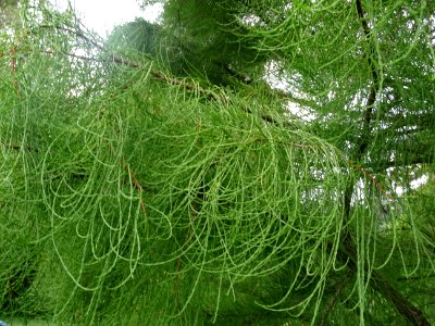 Cyprès des marais à feuilles pendantes, Taxodium ascendens… 