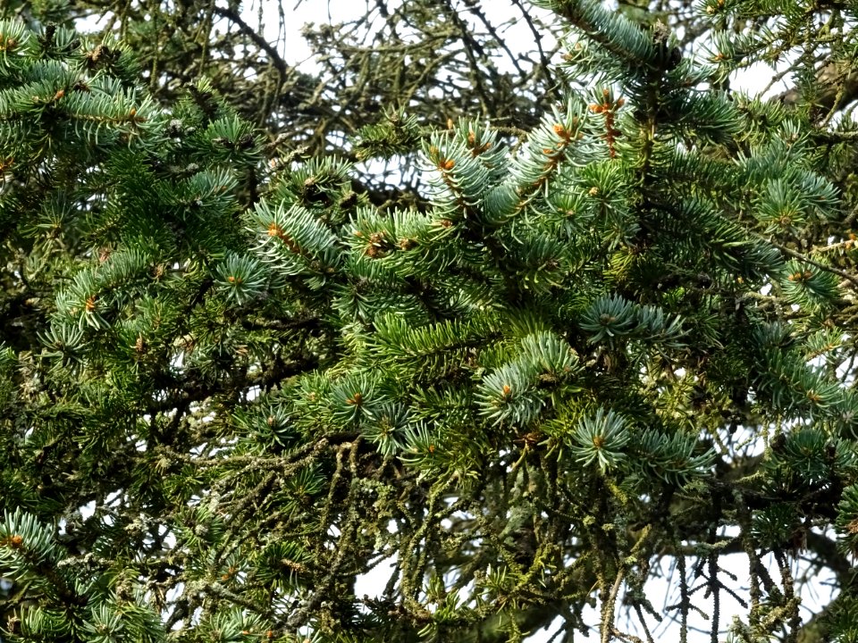 Epicéa bleu du Colorado, Picea pungens, Pinacées, Arboretu… 
