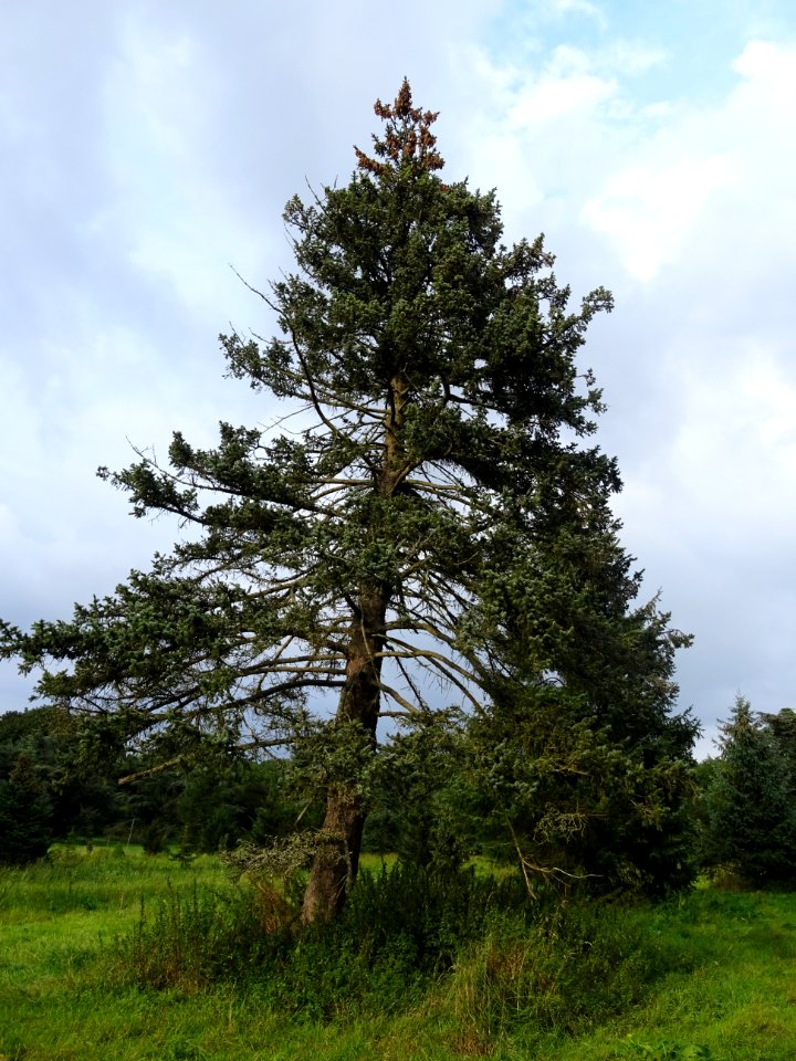 Epicéa bleu du Colorado, Picea pungens, Pinacées, Arboretu… 
