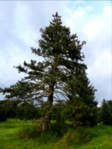 Epicéa bleu du Colorado, Picea pungens, Pinacées, Arboretu… 