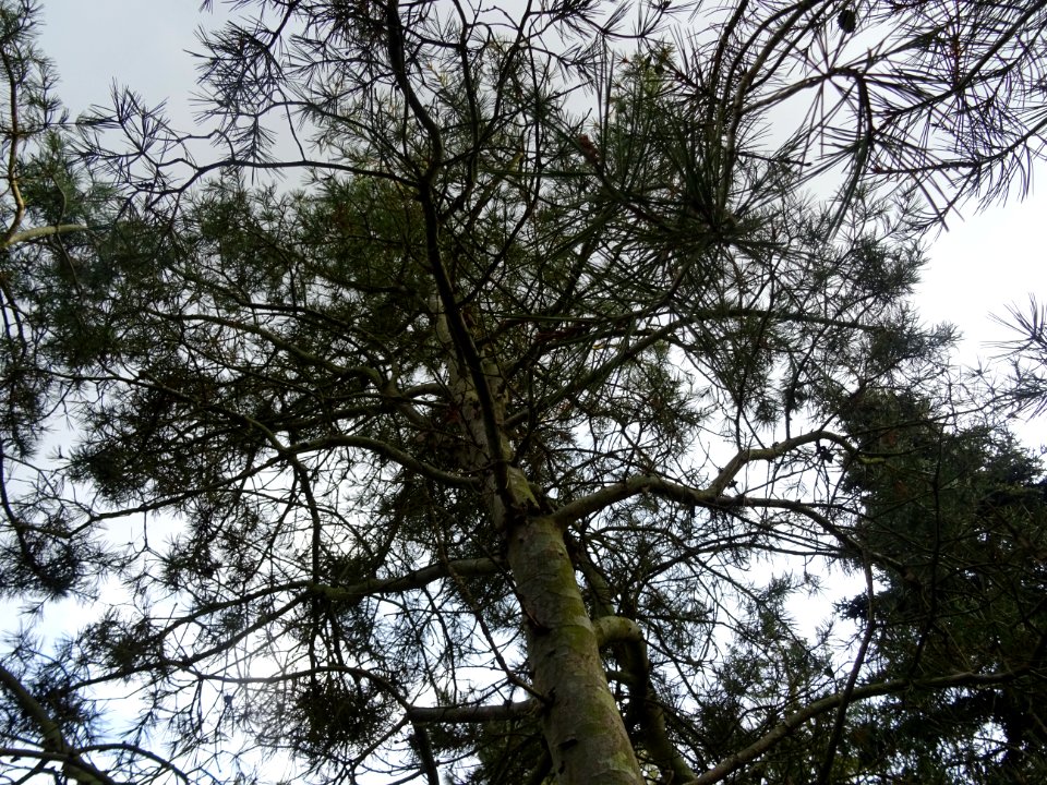 Tronc et branches du Pin Napoléon, Pinus bungeana, Pinacée… 