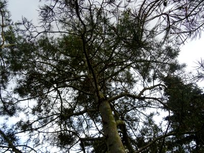 Tronc et branches du Pin Napoléon, Pinus bungeana, Pinacée… 
