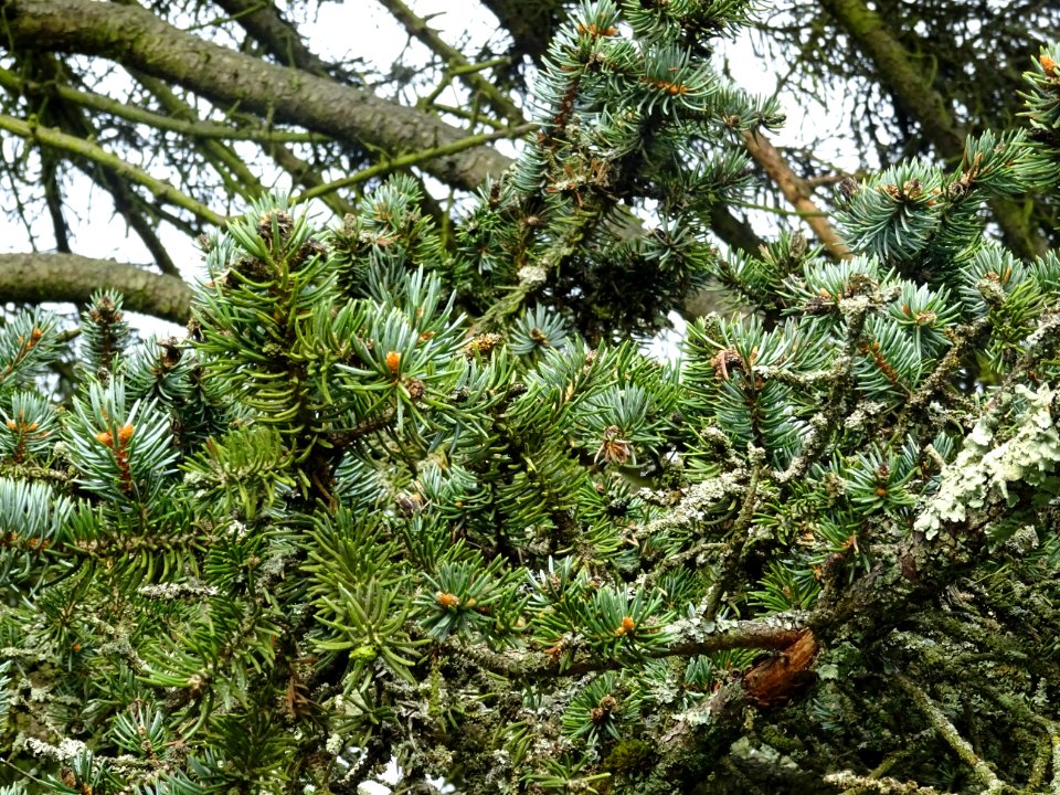 Epicéa bleu du Colorado, Picea pungens, Pinacées, Arboretu… 