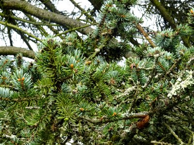 Epicéa bleu du Colorado, Picea pungens, Pinacées, Arboretu… 