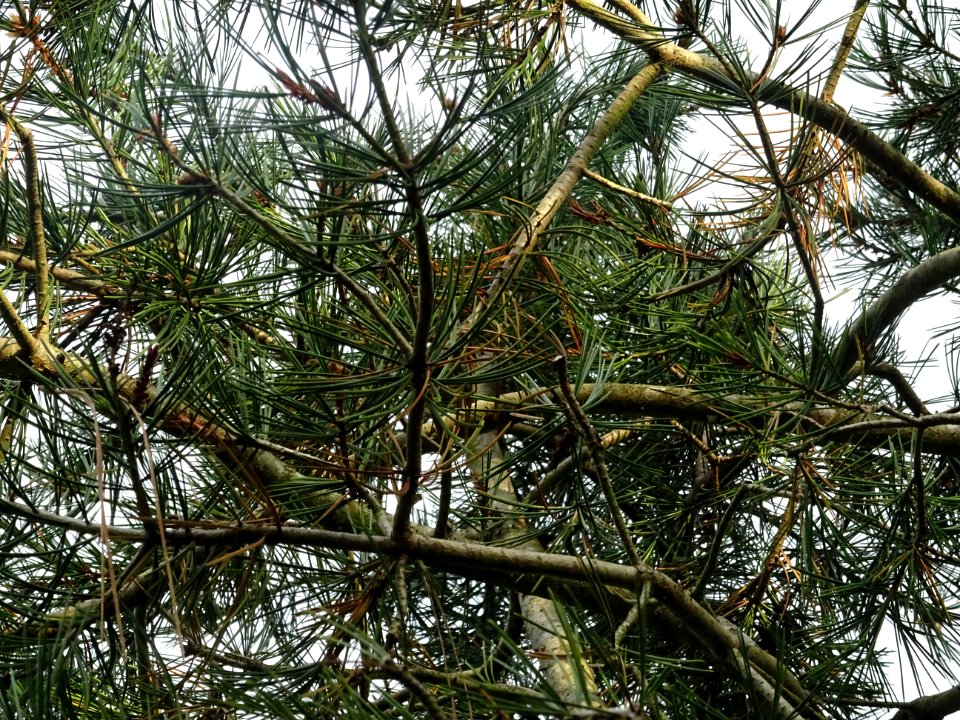 Pin Napoléon, Pinus bungeana, Pinacées, Arboretum de Chèvr… 