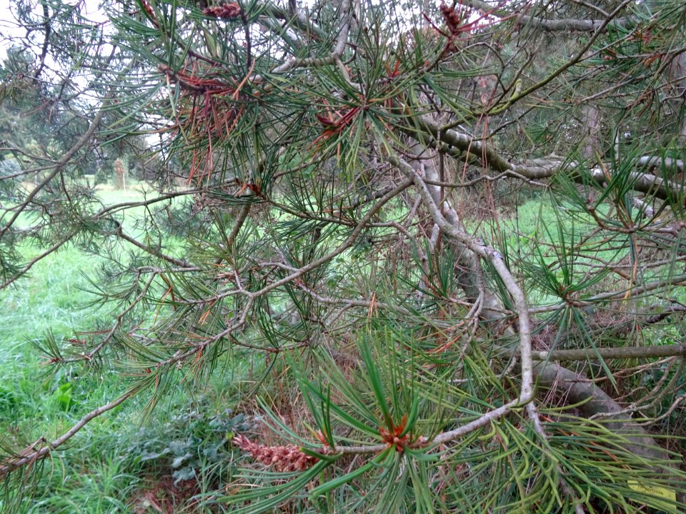 Pin Napoléon, Pinus bungeana, Pinacées, Arboretum de Chèvr… 