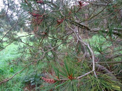 Pin Napoléon, Pinus bungeana, Pinacées, Arboretum de Chèvr… 