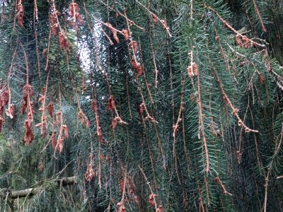 Epicéa de Brewer, Picea breweriana, Pinacées, Arboretum de… 