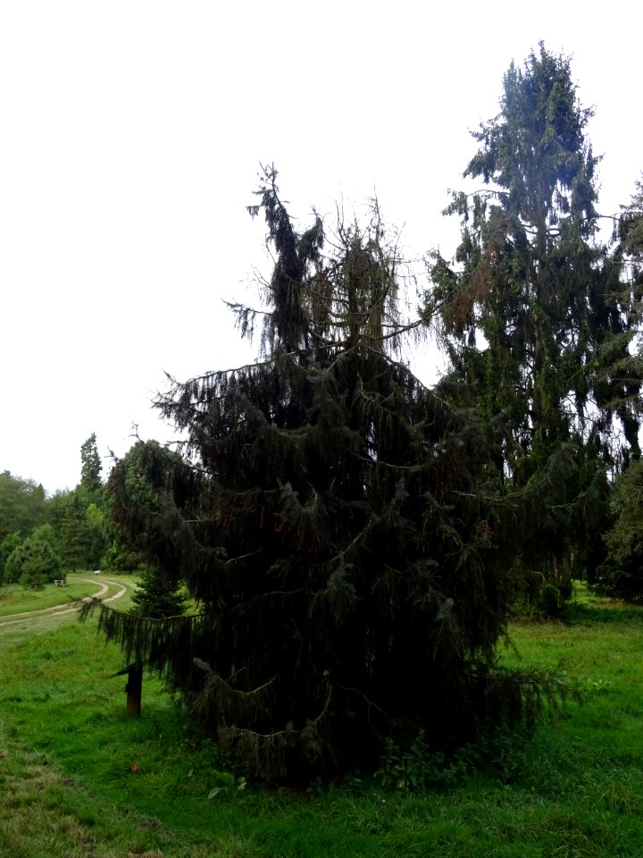 Epicéa de Brewer, Picea breweriana, Pinacées, Arboretum de… 