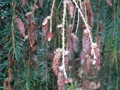 Cônes mâles de l' Epicéa de Brewer, Picea breweriana, Pina… 