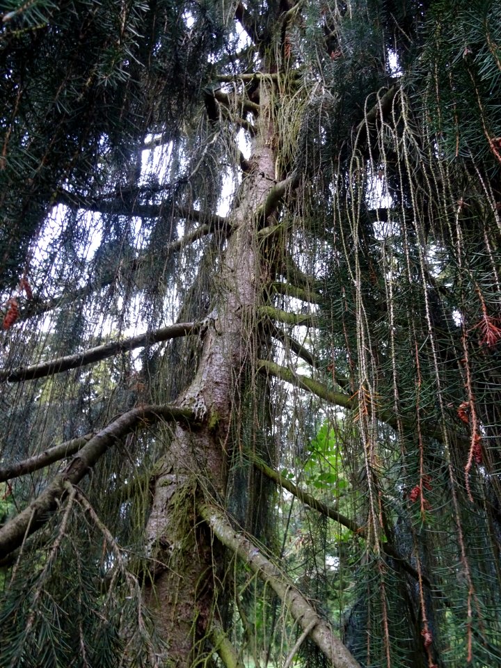 Tronc, branches et rameaux de l' Epicéa de Brewer, Picea b… 