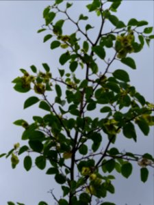 Paliure ou Epine de Christ, Paliurus spina-christi, Rhamna… 