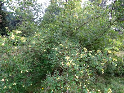 Paliure ou Epine de Christ, Paliurus spina-christi, Rhamna… 
