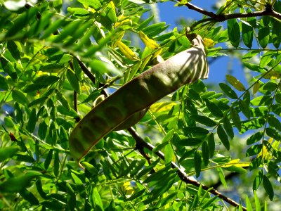 Gousse encore verte du Févier de Caspienne, Gleditsia casp… 