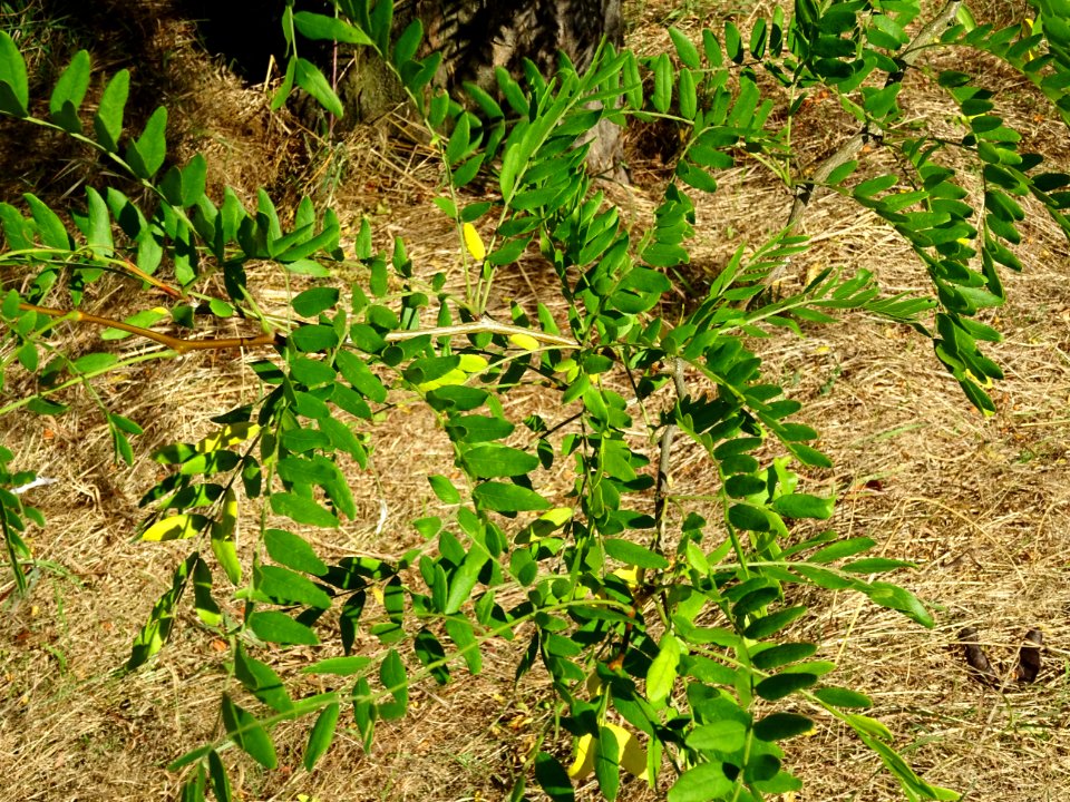 Févier de Caspienne, Gleditsia caspica, Fabacées, Arboretu… 