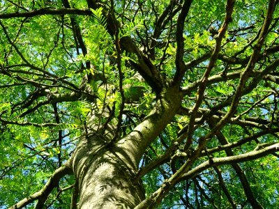 Tronc et branches du Févier de Caspienne, Gleditsia caspic… 