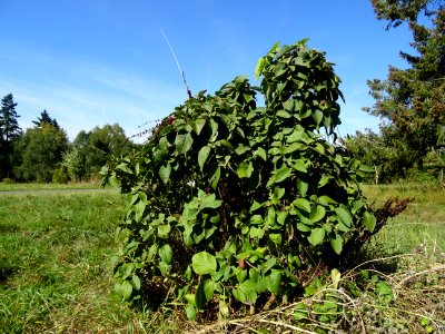 Viorne de Mongolie, Viburnum mongolicum, Adoxacées, Arbore… 