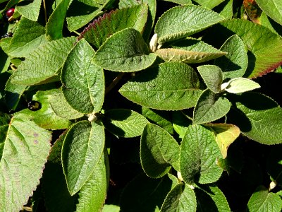 Viorne de Mongolie, Viburnum mongolicum, Adoxacées, Arbore… 