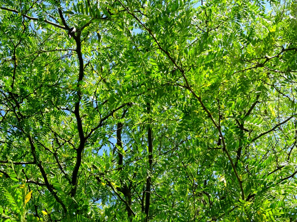 Févier de Caspienne, Gleditsia caspica, Fabacées, Arboretu… 