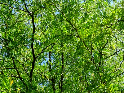 Févier de Caspienne, Gleditsia caspica, Fabacées, Arboretu… 
